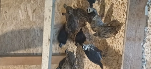Pui fazan comun și tenebros