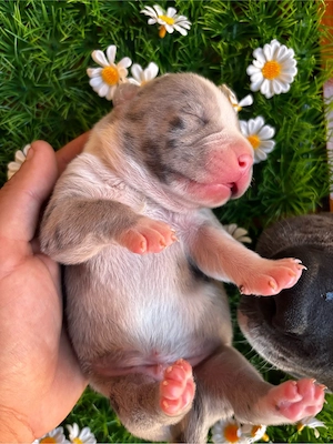 American Bully XL cu Pedigree ABKC Merle si Blue cu Alb - imagine 4