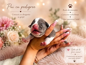 American Bully XL cu Pedigree ABKC Merle si Blue cu Alb