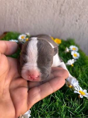 American Bully XL cu Pedigree ABKC Merle si Blue cu Alb - imagine 3