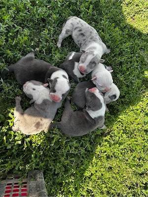 American Bully XL cu Pedigree ABKC Merle si Blue cu Alb - imagine 5