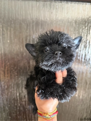 Yorkshire terrier negru !  - imagine 3