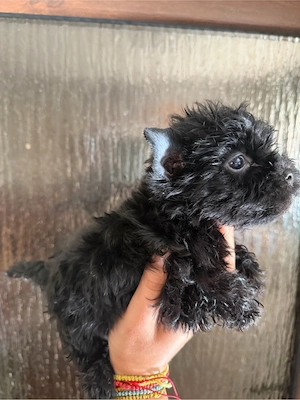 Yorkshire terrier negru !  - imagine 5