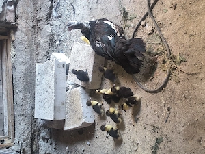 Rață cu rățuște de vînzare 