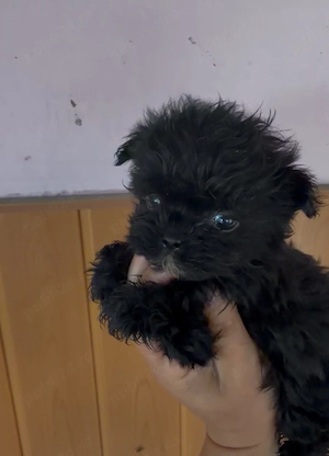 Bichon havanez ! 