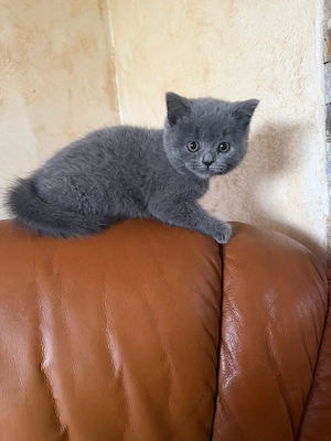 British shorthair blue!!! - imagine 5