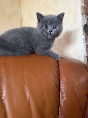 British shorthair blue!!! - imagine 4