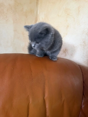 British shorthair blue!!! - imagine 2