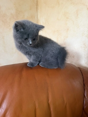 British shorthair blue!!! - imagine 3