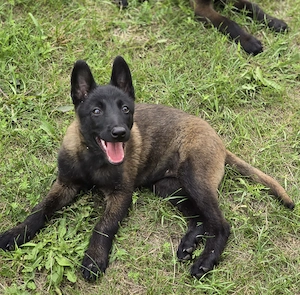Ciobănesc Belgian Malinois  - imagine 2