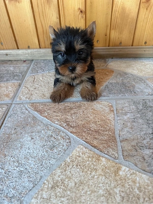 yorkshire terrier de vanzare 