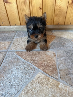 yorkshire terrier de vanzare  - imagine 3