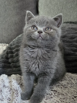 Vand pui Scottish Fold - imagine 5