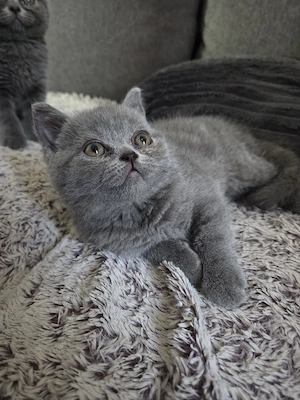 Vand pui Scottish Fold - imagine 4
