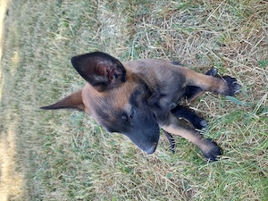 Cățeluși malinois - imagine 2