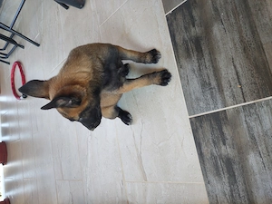 Cățeluși malinois - imagine 4