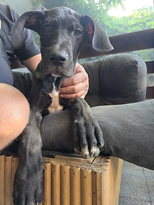  Great Dane cu microcip si vaccinuri complete - imagine 2