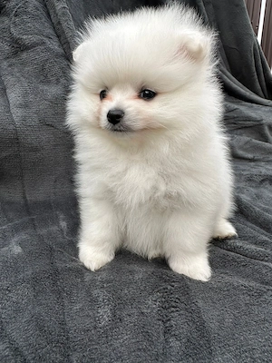 Vând Pomeranian 