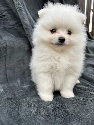 Vând Pomeranian  - imagine 2