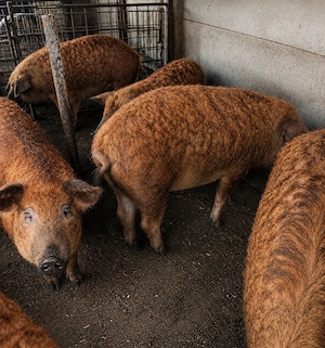 De vanzare porci mangalița