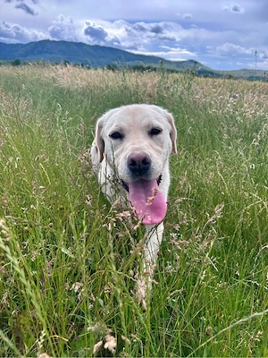 Labrador Retrivee