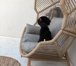 pudel negru