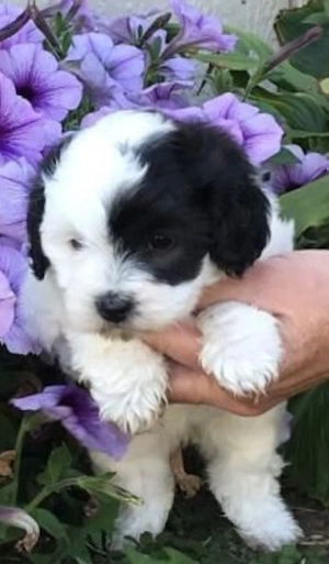 Bichon Havanez cu pedigree 