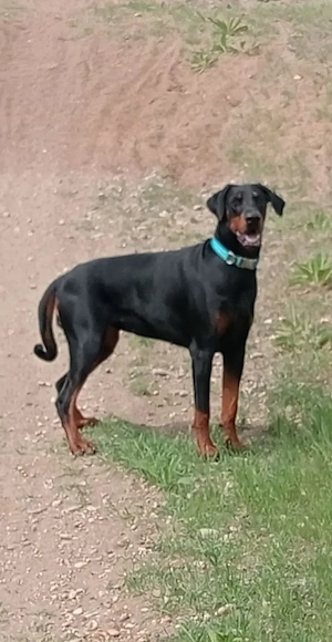 Canisa de Doberrmann cauta casa pt 4 femele. - imagine 4