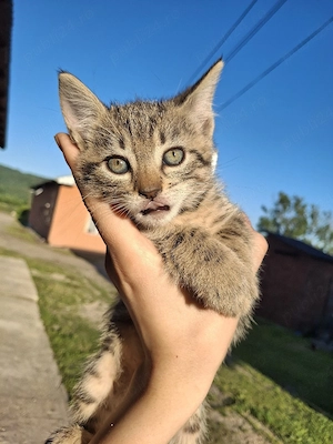Pui de pisoi spre adoptație - imagine 2