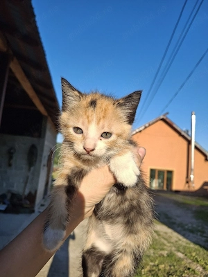 Pui de pisoi spre adoptație