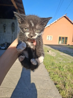 Pui de pisoi spre adoptație - imagine 4