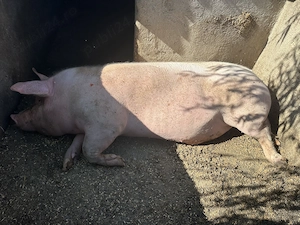 Porc de vanzare - imagine 4