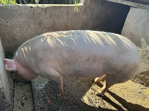 Porc de vanzare - imagine 3