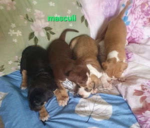 pui frumosi APBT - imagine 5