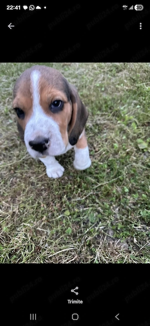 Catei beagle rasa pura - imagine 5