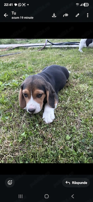 Catei beagle rasa pura - imagine 3