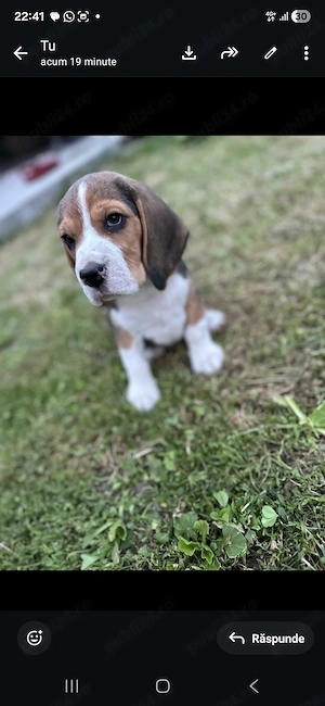 Catei beagle rasa pura - imagine 4