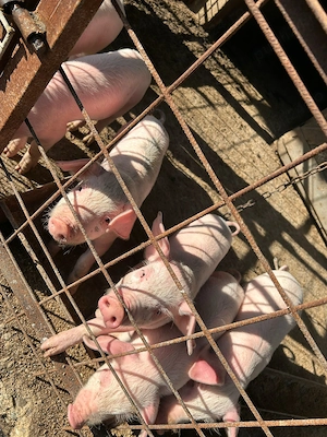Vând purcei de 6 săptămâni sănătoși mănâncă foarte bine chiar și uscat rasă marele alb 