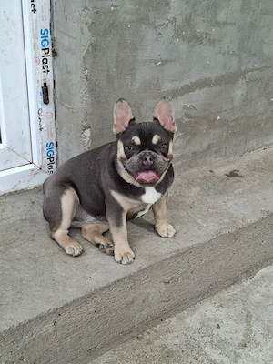 Fetiță buldog francez Blue Tan - imagine 2