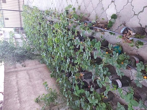 Vand plante de capsuni mature in pet de 5 litri