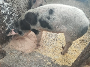Grăsun de vânzare!!
