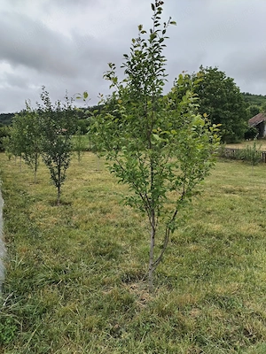 Vând casă + teren 60 ari în Lechincioara  - imagine 8