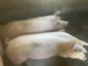 porci de vanzare