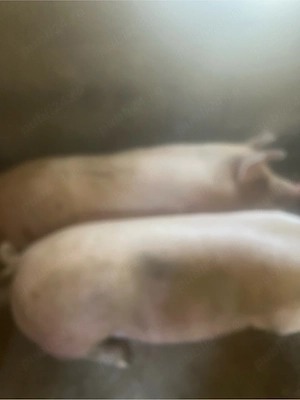 porci de vanzare - imagine 3