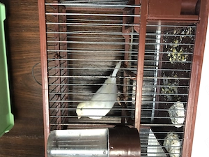 Canari albi