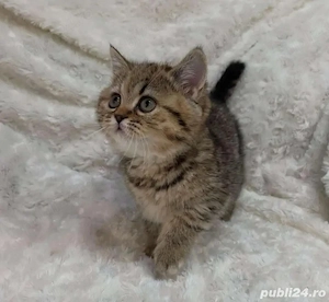 British Shorthair Silver Tabby  - imagine 5