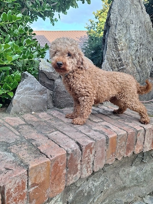 Pudel femela - imagine 4