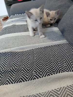 Pisicuțe Ragdoll Siameze caută familie iubitoare 