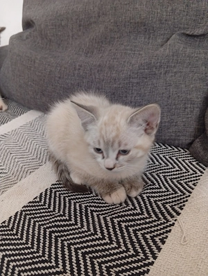 Pisicuțe Ragdoll Siameze caută familie iubitoare  - imagine 3
