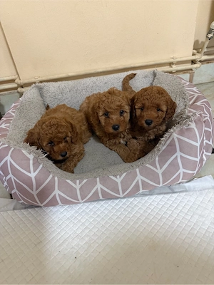 Poodle Pudel red toy - imagine 3